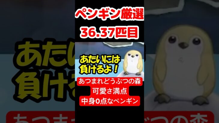 【あつ森】ペンギン厳選36.37匹目 #vtuber  #ゲーム実況