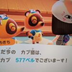【あつ森】カブ577高評価、チャンネル登録後フレ申請してください！