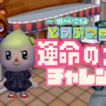 【大ベル持ち】カブ大勝負DAY#38【街へいこうよどうぶつの森】