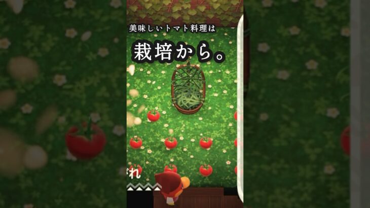 【お部屋】トマトに囲まれたいんですね！【あつ森DLC】