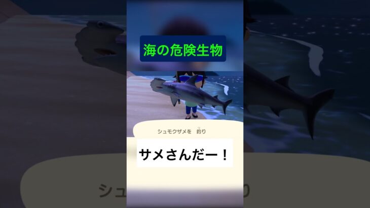 【あつ森】シュモクザメGET！実は人への危険性は低め？🦈#あつ森 #あつまれどうぶつの森 #AnimalCrossing #シュモクザメ