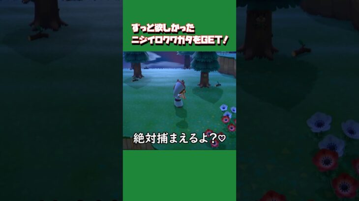 【あつ森ショート】ニジイロクワガタGET！ゲームの中でもかわいい(実際に飼ってますの♡) #あつ森 #あつまれどうぶつの森 #animalclossing #ゲーム配信 #しゅまのゲーム帳