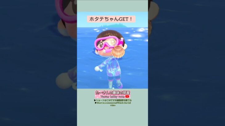 【あつ森】大好きなホタテちゃんGET@たーさんの趣味の部屋 #たーさん海に潜る #mochachan島 #youtubeshorts