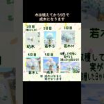 #あつまれどうぶつの森 #あつ森 #animalcrossing #ゲーム #switch #チャンネル登録と高評価お願いします