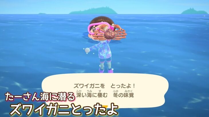 本編動画【あつ森】カニ美味しいよね🤭@たーさんの趣味の部屋 #たーさん海に潜る #mochachan島