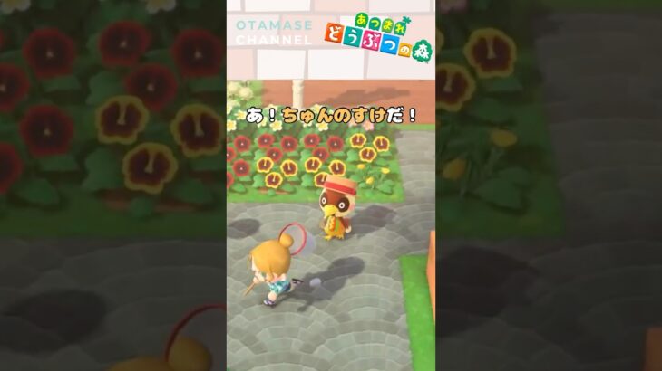 【あつ森小ネタ】そんなつもりじゃ… #shorts #あつ森 #あつまれどうぶつの森