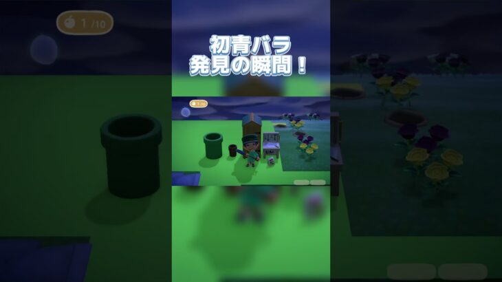 初青バラ発見の瞬間！#あつまれどうぶつの森 #あつ森 #shorts