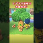 【金策？】しずえの茶柱で大儲けできるか？【あつ森】#shorts