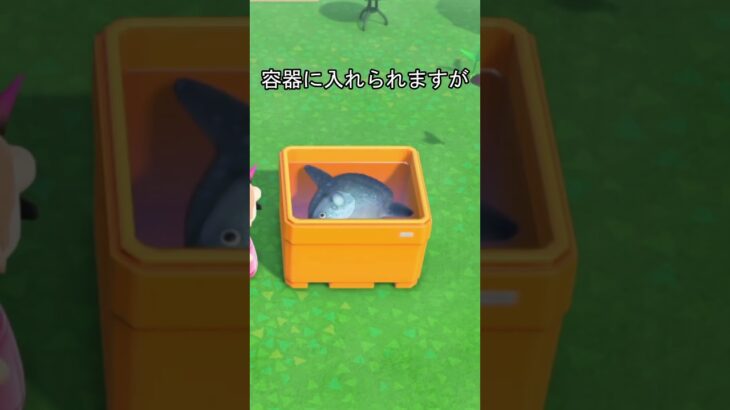 金魚を飾る　金魚鉢　#あつ森 #あつまれどうぶつの森