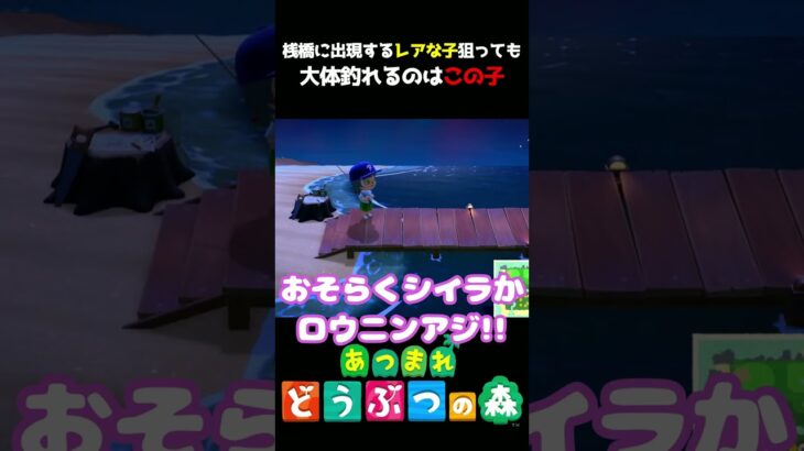 【あつ森】桟橋レア狙ってもだいたい釣れるのはこの子ｗｗｗ