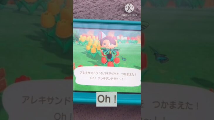 【あつ森】アレキサンドラトリバネアゲハ