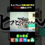 【あつ森】ソロ配信でもちょいちょい旦那が出演しますｗｗｗ