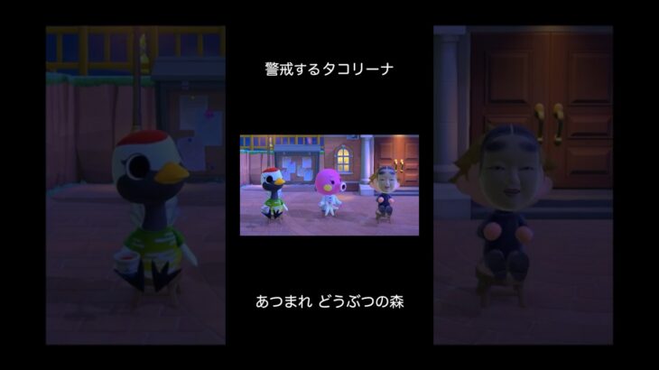 【あつ森】警戒するタコリーナ