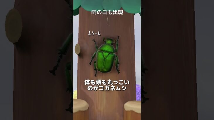 【あつ森】カナブンの観察🪲