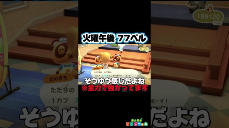 【 #あつ森 】カブで億万長者になりたい