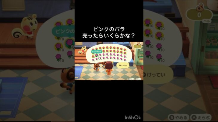 あつ森　ピンクのバラ売ったらいくらかな？　　#vlog #あつ森 #あつまれどうぶつの森 #こはくちゃんねる2424   #毎日更新　毎日更新中　 金を稼ぐ