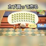【あつ森　カブ売ったらいくらかな？　　#vlog #あつ森 #あつまれどうぶつの森 #こはくちゃんねる2424   #毎日更新　毎日更新中　 金を稼ぐ】