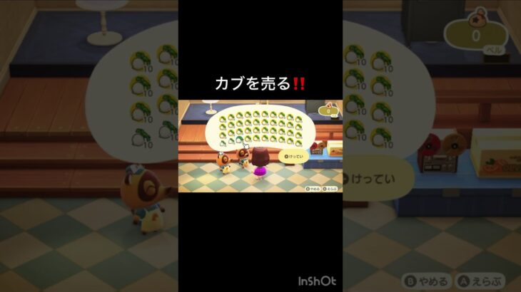 あつ森　カブ売ったらいくらかな？　#vlog #あつ森 #あつまれどうぶつの森 #こはくちゃんねる2424   #毎日更新　毎日更新中　 ソロぼっち #女子】