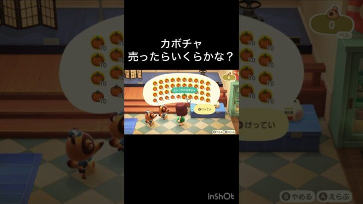 あつ森　カボチャ売ったらいくらかな？　　#vlog #あつ森 #あつまれどうぶつの森 #こはくちゃんねる2424   #毎日更新　毎日更新中　 金を稼ぐ