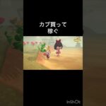 【あつ森　カブ売ったらいくらかな？　　#vlog #あつ森 #あつまれどうぶつの森 #こはくちゃんねる2424   #毎日更新　毎日更新中　 金を稼ぐ】