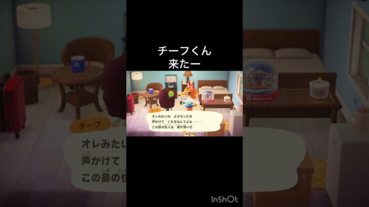 いらっしゃい　チーフ様　#vlog #あつ森 #あつまれどうぶつの森 #こはくちゃんねる2424   #毎日更新　毎日更新中　