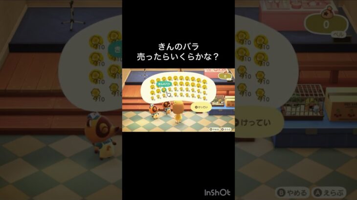 あつ森　金のバラ売ったらいくらかな？　　#vlog #あつ森 #あつまれどうぶつの森 #こはくちゃんねる2424   #毎日更新　毎日更新中　 金を稼ぐ