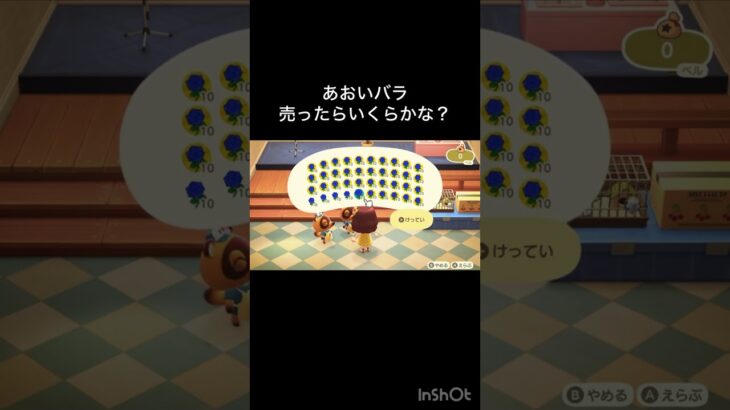 あつ森　あおいバラ売ったらいくらかな？　　#vlog #あつ森 #あつまれどうぶつの森 #こはくちゃんねる2424   #毎日更新　毎日更新中　 金を稼ぐ