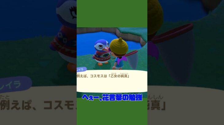 【あつ森ショート】レイラさんの花言葉にあまり興味がないしゅまさんww #あつ森 #あつまれどうぶつの森 #animalclossing #ゲーム配信 #しゅまのゲーム帳