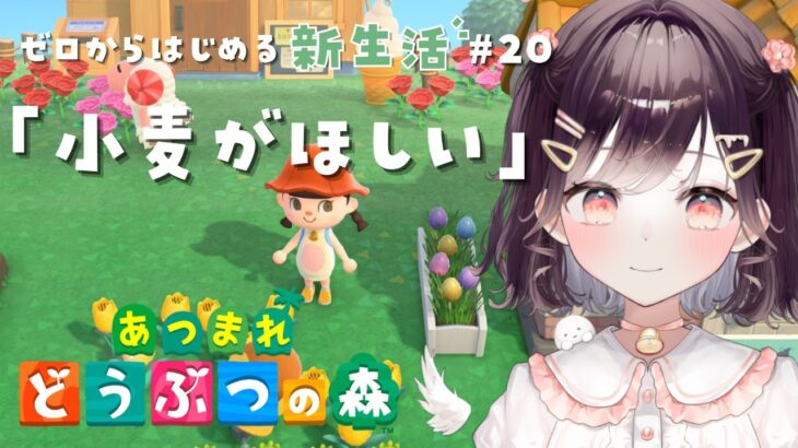 【あつ森】小麦がほしい日曜日 #20【たここ/Vtuber】