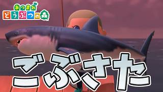 【あつ森】ついにこのゲームに手を出す一級建築士【#あつまれどうぶつの森 / #一級建築士 / #25】