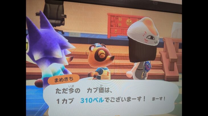【あつ森】カブ価310！チャンネル登録、高評価で参加OK！