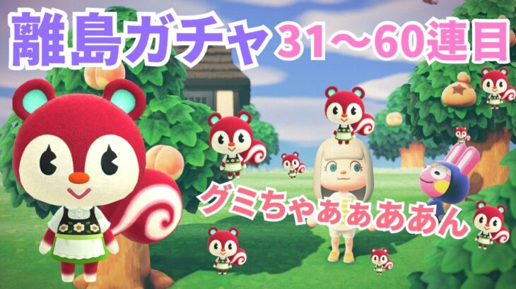 【あつ森】離島ガチャ31~60連🌷┊︎グミちゃん狙って30連っ🐿🫧