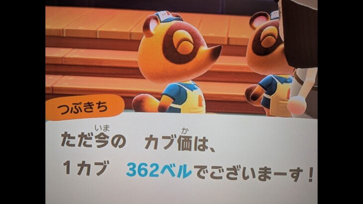 【あつ森】カブ362チャンネル登録、高評価で来島OK！