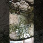 【あつ森　実写クイズ】この映像の中にあつ森に登場する海の幸が3匹います！わかった方はコメントでお答えください！#shorts #あつ森