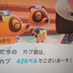 【あつ森】カブ価428！チャンネル登録、高評価で参加OK！