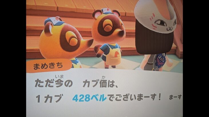 【あつ森】カブ価428！チャンネル登録、高評価で参加OK！