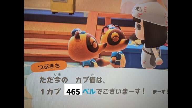 【あつ森】カブ価465！チャンネル登録、高評価で参加OK！