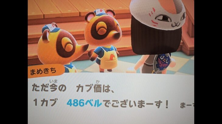 【あつ森】カブ価486！チャンネル登録、高評価で参加OK！