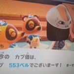 【あつ森】カブ価553！チャンネル登録、高評価で参加OK！