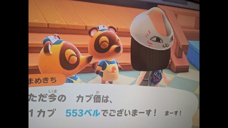 【あつ森】カブ価553！チャンネル登録、高評価で参加OK！