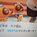 【あつ森】カブ価554！チャンネル登録、高評価で参加OK！