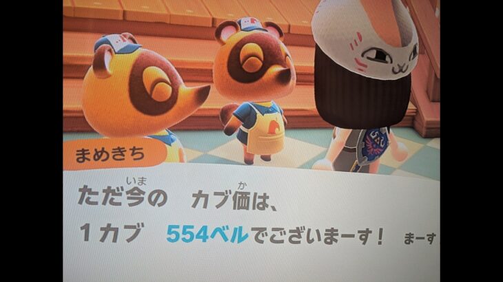 【あつ森】カブ価554！チャンネル登録、高評価で参加OK！