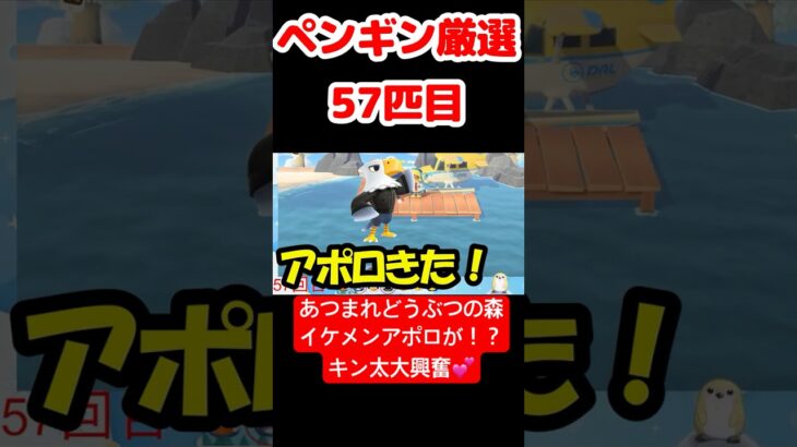 【あつ森】ペンギン厳選57匹目 #vtuber  #ゲーム実況