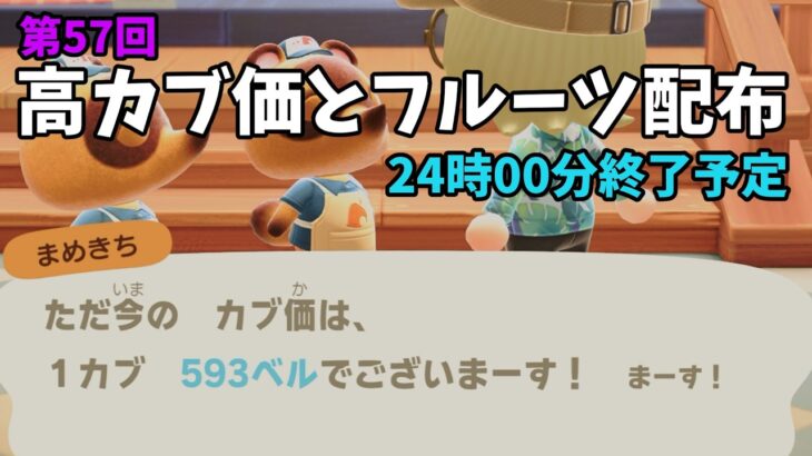 【あつ森】カブ価593ベルと全種フルーツを配布！まったりカブ活初心者歓迎
