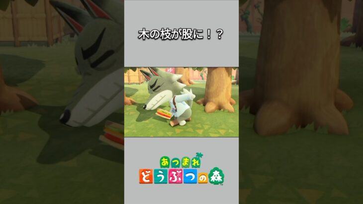 【あつ森】けんの股に木の枝が入り込んだ！？【あつまれどうぶつの森】【どうぶつの森】【ACNH】 #short