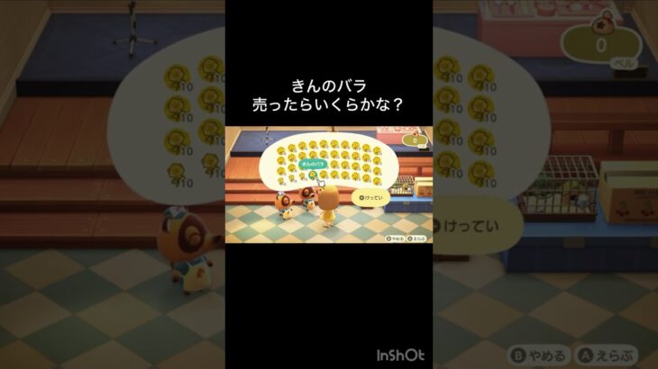 How much Bells can I make by selling everything? 　　#vlog #あつ森 #あつまれどうぶつの森 #こはくちゃんねる2424   #毎日更新　