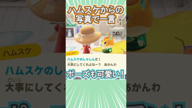 ハムスケの写真で一言！笑【あつ森】 #Shorts #あつ森