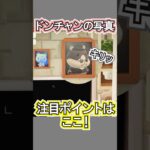 ドンチャンの写真めっちゃ盛れてない？【あつ森】 #Shorts #あつ森