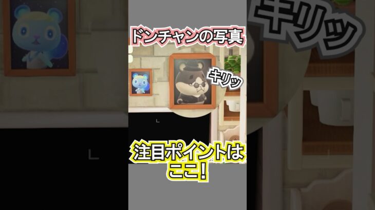 ドンチャンの写真めっちゃ盛れてない？【あつ森】 #Shorts #あつ森