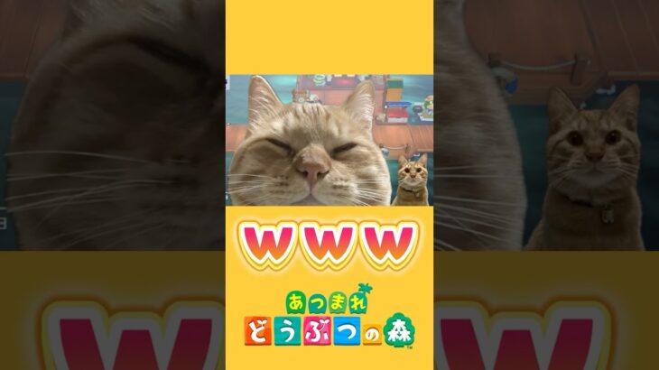 茶トラ猫Vtuberデビュー！？【あつ森】 #Shorts #あつ森 #あつまれどうぶつの森 #AnimalCrossing #ゲーム実況 #猫